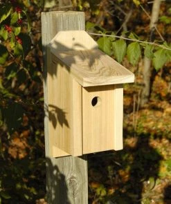 Heartwood Wren Joy Box Bird Houses