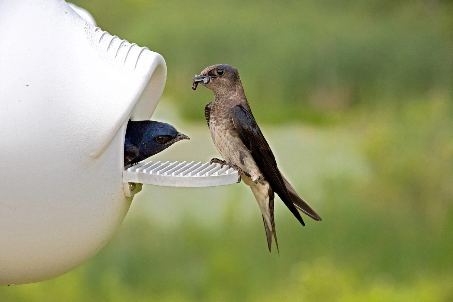 Troyer Purple Martin Houses Purple Martin Deluxe Gourd Rack System With 12 SuperGourds