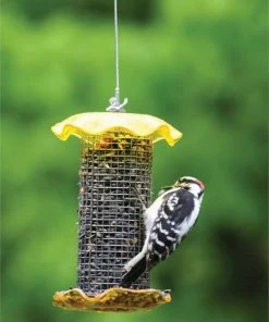 Birds Choice 1 Quart Sunflower Forever Feeder