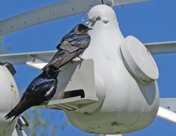 Purple Martin Deluxe Gourd Rack System With 18 Troyer Gourds Purple Martin Houses