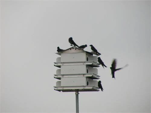 Purple Martin Houses Birds Choice 4 Floor-16 Room Martin House
