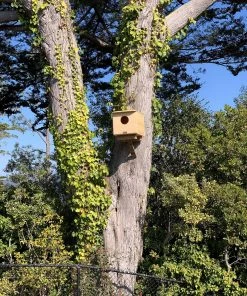 Coveside Barn Owl House