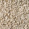 Scarlett Safflower Seed