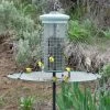 Songbird Essentials The Seed Hoop - Seed Catcher And Platform Bird Feeder